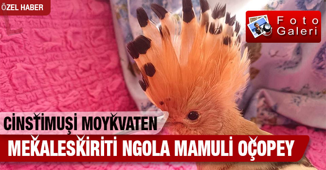 Rize/Vija/Mekaeskiriti's ngola mamulişi monta oçopey.