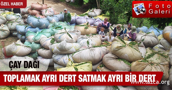 ÇAY TOPLANMAK AYRI DERT SATMAK AYRI BİR DERT