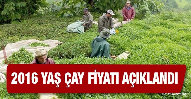 2016 YAŞ ÇAY FİYATI  NE KADAR?