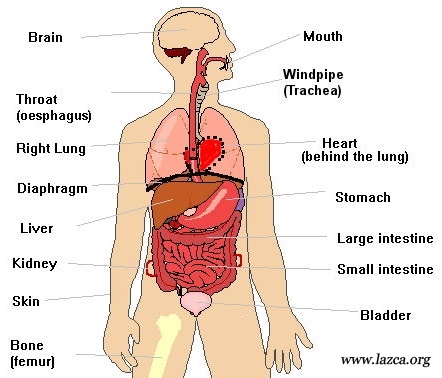 Lazca organ isimleri ve vucudun bölümleri